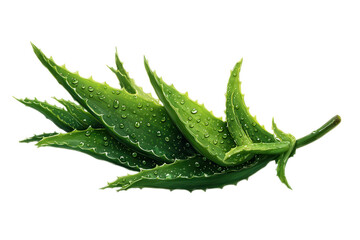 Vibrant green aloe vera leaves with water droplets, showcasing freshness.