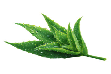 Green aloe vera leaves delicately adorned with water droplets.