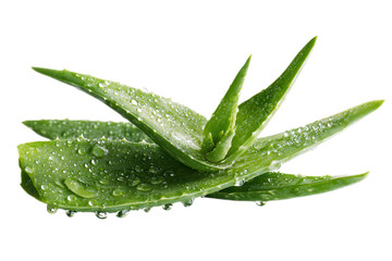 Fresh green aloe vera leaves glistening with water droplets.