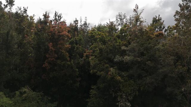 Aerial Ascending View of Secluded Forest Cabin with Smoke from Chimney