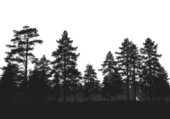 Pine trees forest silhouette forming a dense and majestic natural landscape, evoking a sense of wilderness, tranquility, and the beauty of nature.