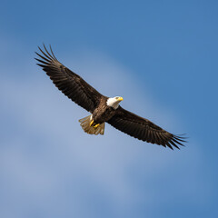 Obraz premium Bald Eagle Soaring in Clear Blue Sky