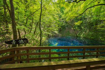 Fototapeta premium 日本の風景・初夏 世界遺産・白神山地 新緑の十二湖 青池