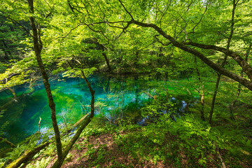 日本の風景・初夏　世界遺産・白神山地　新緑の十二湖　沸壺の池