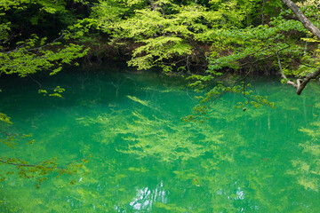日本の風景・初夏　世界遺産・白神山地　新緑の十二湖　王池