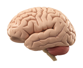 Human brain anatomical model showing the intricate details of the cerebrum, cerebellum, and brainstem in a scientific medical illustration.