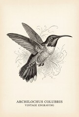 Obraz premium Vintage engraving of the hummingbird showcasing intricate details and elegant design