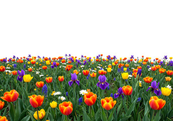 Colorful spring flowers bloom vibrantly in a beautiful garden field, presenting a rich tapestry of orange, yellow, and purple blossoms, creating a picturesque natural display.