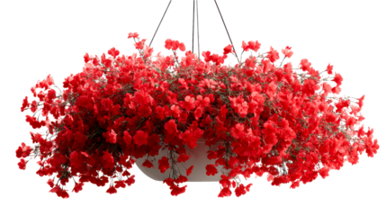 Vibrant red blossoms spill gracefully from a white hanging planter, creating a festive outdoor decor accent perfect for garden centers and home improvement publications.