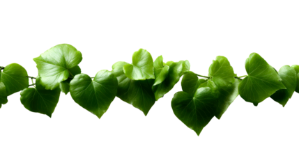 Vibrant green ivy vine with heartshaped leaves stretches horizontally, perfect for organic nature themes, environmental wellness, or fresh seasonal product packaging.