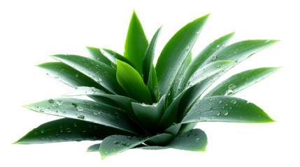 Fresh vibrant green plant leaves with glistening water droplets perfect for conveying natural freshness and organic purity in health and environmental advertising