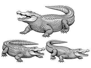 Crocodile Full Body