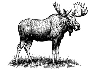 Moose Vector Illustration