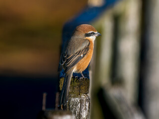 柵にとまるモズ