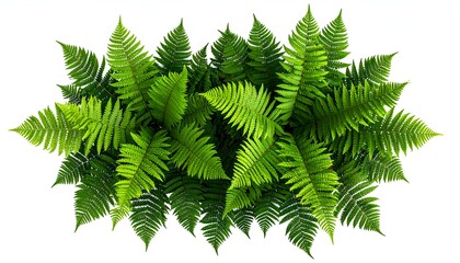 Lush overhead view of vibrant green fern fronds with a white background