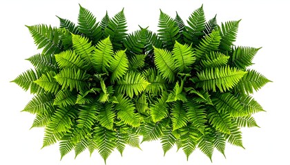 Lush, vibrant green fern fronds form a symmetrical, dense plant against white