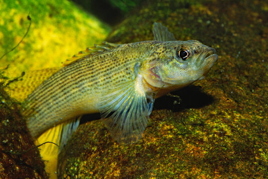 Fantail darter, Etheostoma flabellare