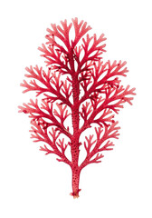 Obraz premium Vibrant red branching marine algae, delicate fractal fronds in translucent ruby red, isolated on transparent with copy space, highlighting marine biology and natural fractal beauty concept