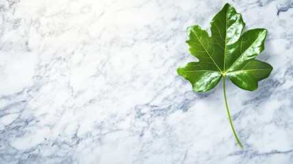 Elegant green leaf resting serene on polished white marble surface capturing nature's simplicity and smooth stone texture.