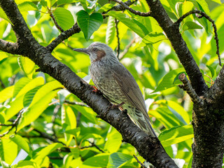 枝にとまるヒヨドリ