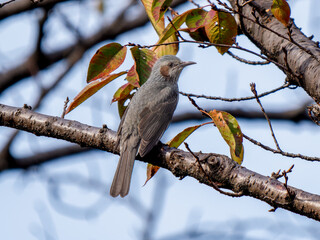 枝にとまるヒヨドリ