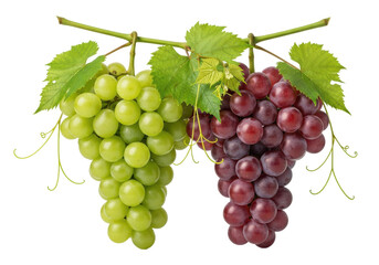 Fototapeta premium Vibrant green and deep red plump grape bunches with fresh vine leaves, dewy and bloomed, isolated on a transparent studio background with copy space, concept of natural abundance and health
