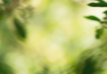 Soft focus image of green foliage and blurred garden leaves creating a serene natural atmosphere, ideal for nature photography, outdoor lifestyle, wellness, and relaxation projects