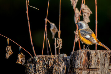 切り株にとまるジョウビタキのオス