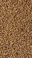 A detailed close-up texture shot of thousands of dry, organic cereal grains scattered across a flat surface, perfect for food design, healthy eating, beige, diet