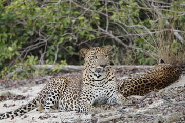 Sri Lankan Leopards in Wilpattu National Park, Sri Lanka 