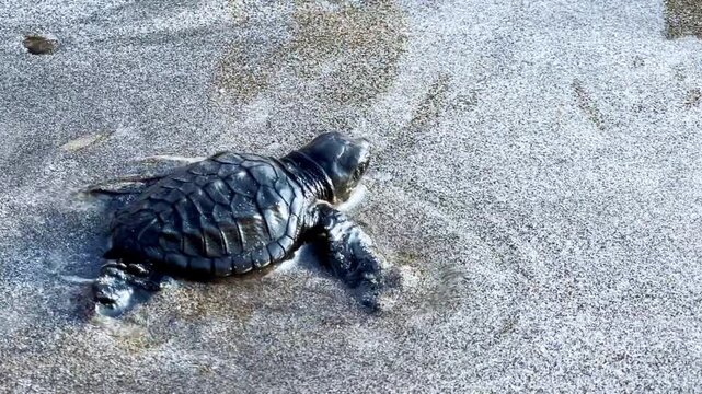 On Kuta Beach, a turtle release ceremony is held as part of the Bali Sea Turtle Society (BSTS) program. Protecting sea turtles. Turtles are released onto the sand and run towards the water. Indonesia.