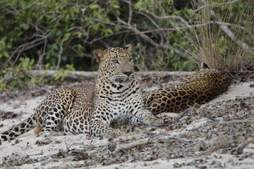 Sri Lankan Leopards in Wilpattu National Park, Sri Lanka 