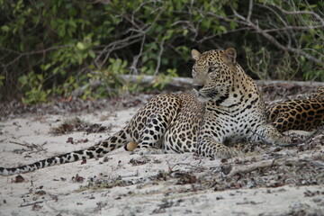 Sri Lankan Leopards in Wilpattu National Park, Sri Lanka 