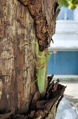 Close up of a green praying mantis resting on a tree trunk.