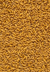 A vibrant close-up texture of dry harvested golden cereal grains scattered evenly, creating a perfect natural food backdrop or wallpaper design, pattern, backdrop, space