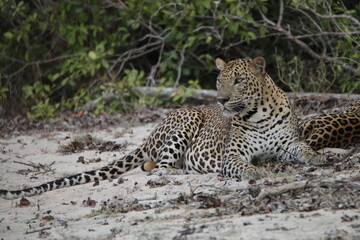 Fototapeta premium Sri Lankan Leopards in Wilpattu National Park, Sri Lanka 