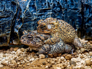 エジプトミドリヒキガエル