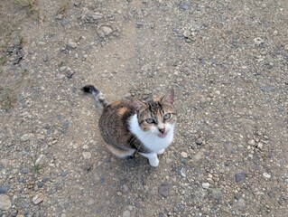 cat on the ground © RikyCR