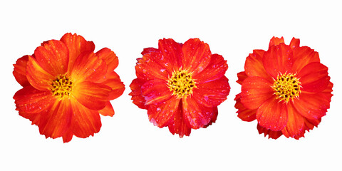 top view of beautiful orange and red cosmos flower collection isolated on white background including clipping path
