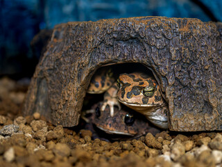 エジプトミドリヒキガエル