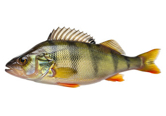 Whole Fresh Perch Fish on transparent background