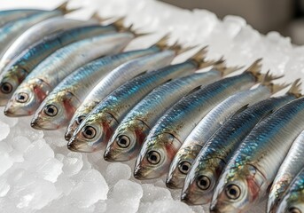 Fresh Sardines arranged on ice
