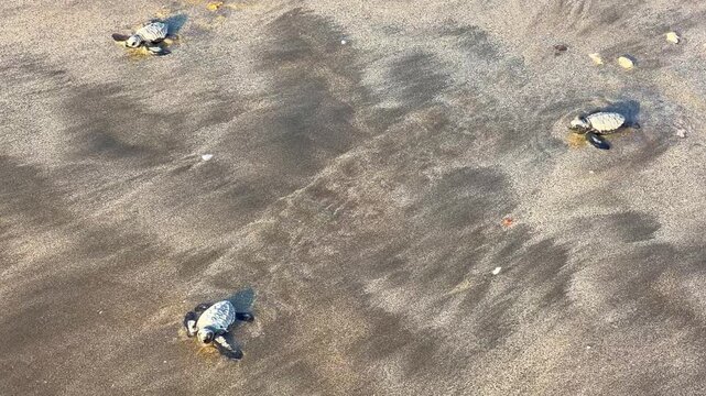 On Kuta Beach, a turtle release ceremony is held as part of the Bali Sea Turtle Society (BSTS) program. Protecting sea turtles. Turtles are released onto the sand and run towards the water. Indonesia.