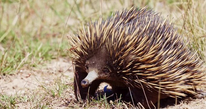 Echidna Pausing and Walking Slowly in Dry Grassland