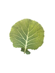 Isolated organic green cabbage leaf with clipping path.