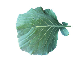 Isolated organic green cabbage leaf with clipping path.