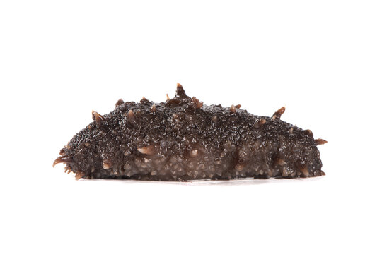 Raw sea cucumber trepang isolated on white background