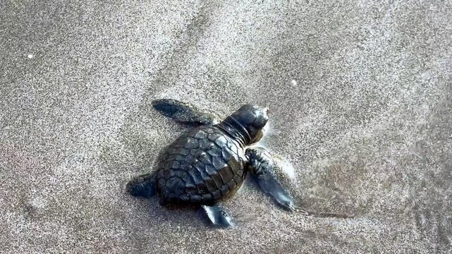 On Kuta Beach, a turtle release ceremony is held as part of the Bali Sea Turtle Society (BSTS) program. Protecting sea turtles. Turtles are released onto the sand and run towards the water. Indonesia.