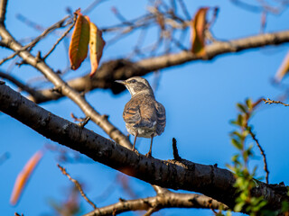 枝にとまるツグミ
