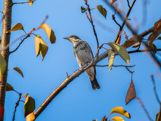 枝にとまるツグミ